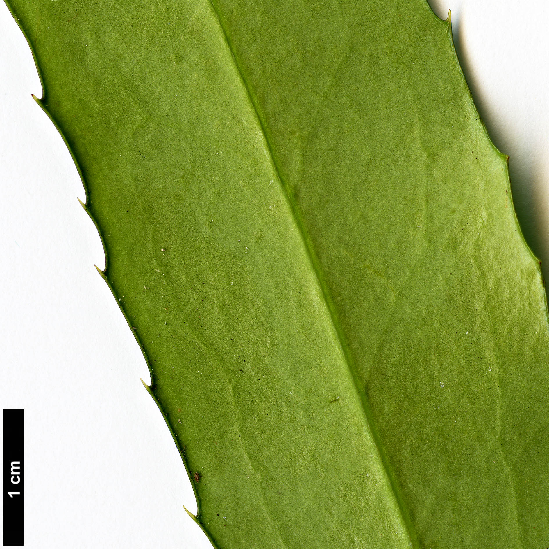 High resolution image: Family: Berberidaceae - Genus: Mahonia - Taxon: eurybracteata